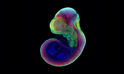 israelis have successfully grown mouse embryos in artificial wombs