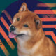 shib shiba inu coin everything you need to know